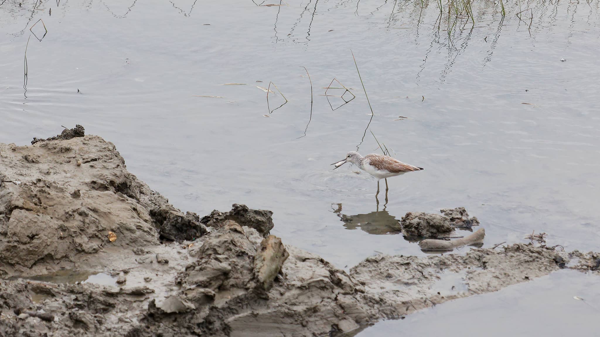 02 - Taichung Est (12) Xiangshan District.jpg